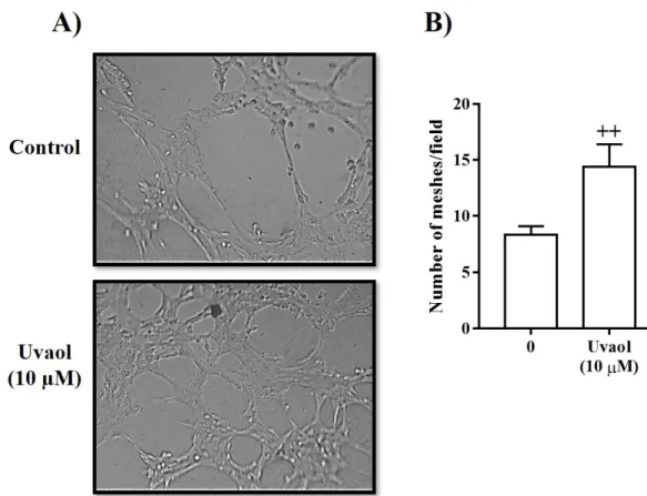 Figure 5. Effect of uvaol on the formation of the tubular network in endothelial cells on Matrigel after  16 h