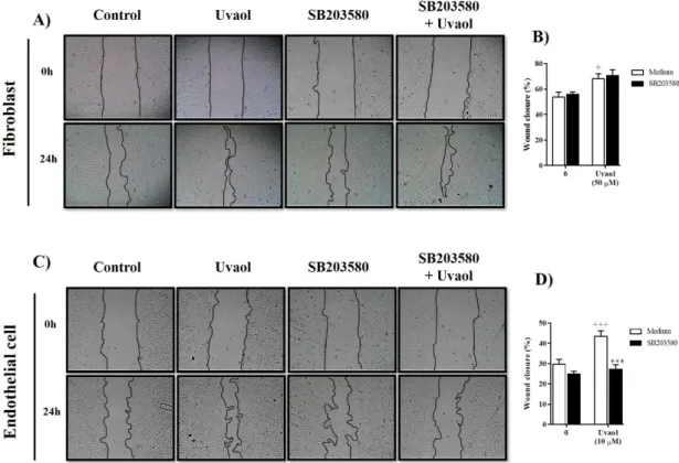 Figure 7. Inhibition of the p38-MAPK signaling pathway suppressed uvaol-improved migration in  endothelial cells but not in fibroblasts