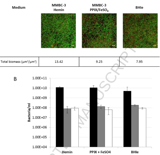 Figure 2.  Three-species biofilms in MMBC-3 with different iron sources as compared with BHIe 