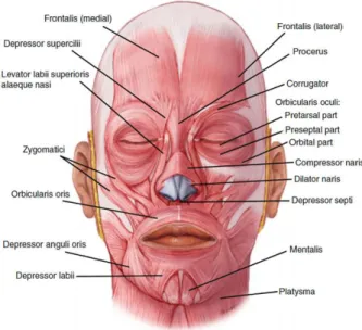 Figure 2.5: Facial muscles. Reproduced from [Pre13].