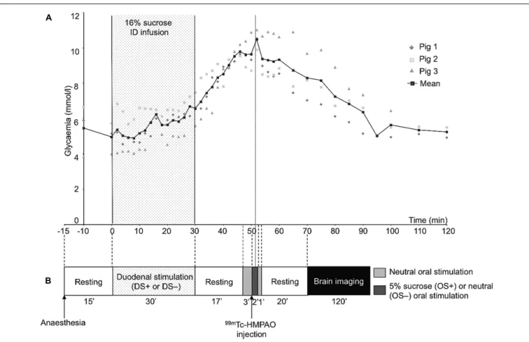 FIGURE 2 | (A) Plasma concentrations of glucose before and after a 30-min duodenal infusion of 16% sucrose (10 ml/min, 300 ml corresponding to 197 kcal)