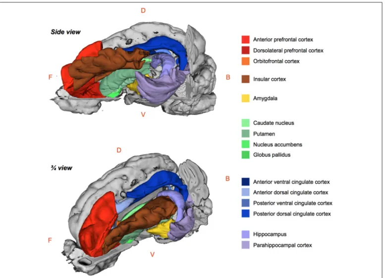 FIGURE 3 | Schematic 3D-representations of a pig’s brain showing the whole right hemisphere (gray) and a skinned left hemisphere with the regions of interest selected for the brain metabolism small volume correction (SVC) analysis using statistical paramet