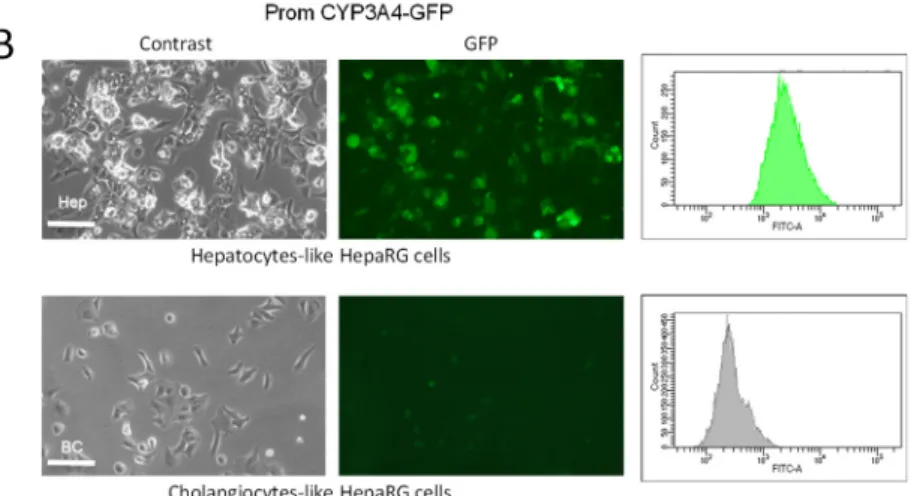 Figure 3. Correlated expression of GFP and endogenous CYP1A1, CYP2B6 and CYP3A4. 