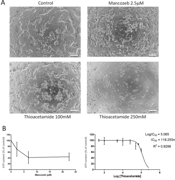 Figure 5. Viability of differentiated HepaRG cells upon treatment by thioacetamide and mancozeb.