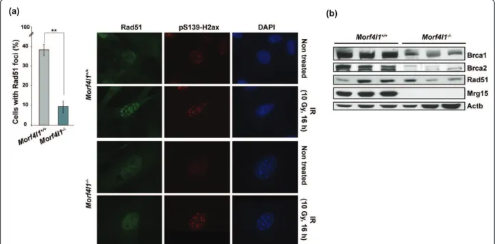 Figure 2 Mrg15 deficiency impairs Rad51 foci formation and reduces Brca1 and Brca2 levels