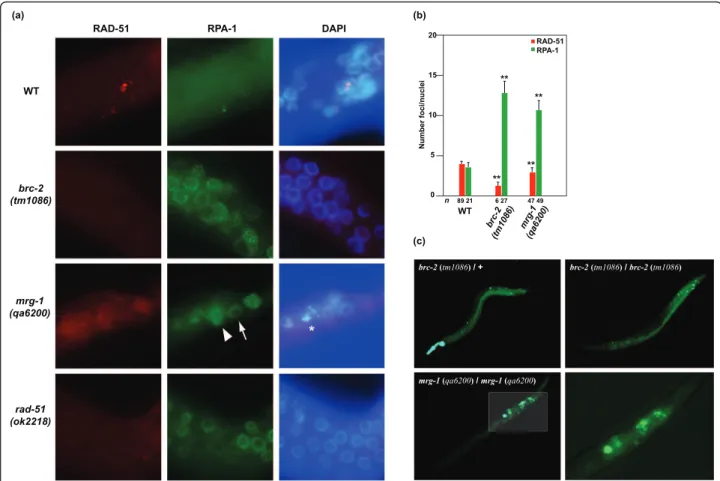 Figure 3 Phenotypic study of Caenorhabditis elegans brc-2 and mrg-1 mutants. (a) Representative images of meiotic cells at the distal part, near the gonad bend