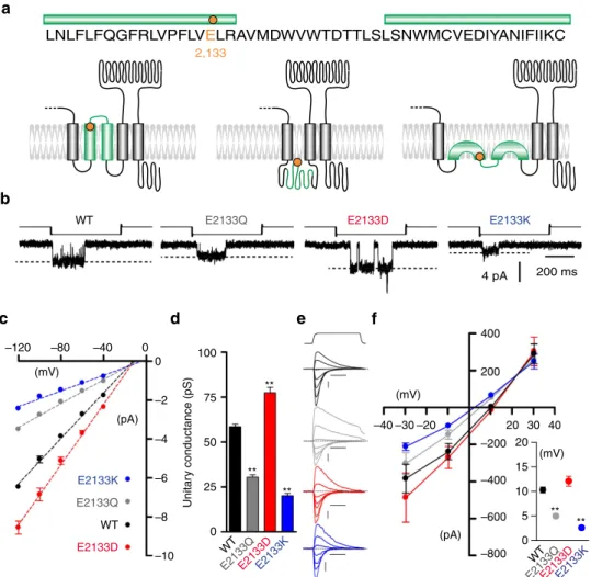 Figure 4 | Mutations of a conserved glutamate residue alter mPiezo1 pore properties. (a) Protein sequence surrounding E2133 with putative topology models of mPiezo1 C-ter region