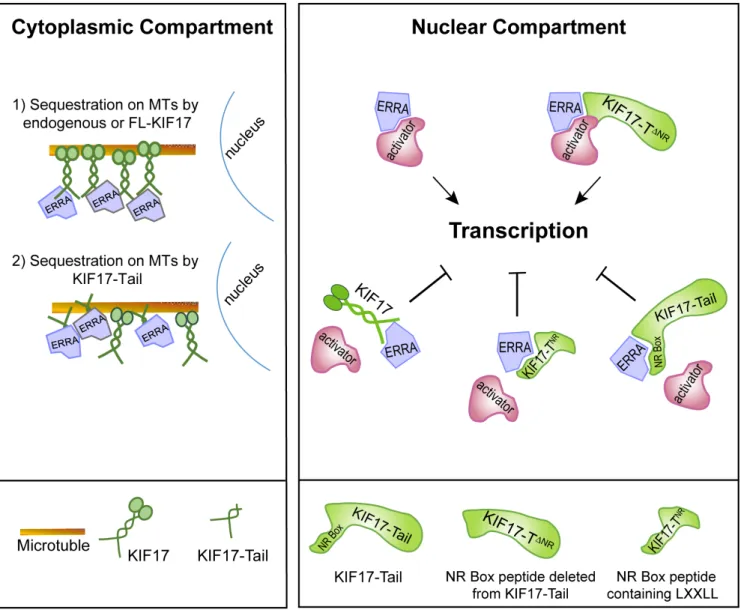 Figure 6: Proposed model of KIF17-mediated regulation of ERR1.  Endogenous KIF17, expressed KIF17-FL, or KIF17-Tail in  the cytoplasmic compartment could impact ERR1 function by sequestering ERR1 on MTs in the cytoplasm