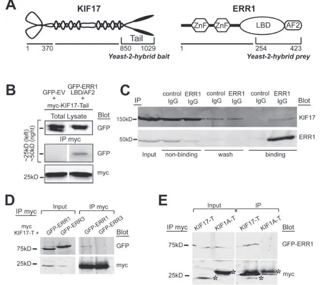 Figure 1: KIF17 interacts selectively with ERR1.  A. Schematic diagrams of KIF17 and ERR1 and their interacting domains  identified in the yeast-2-hybrid screen