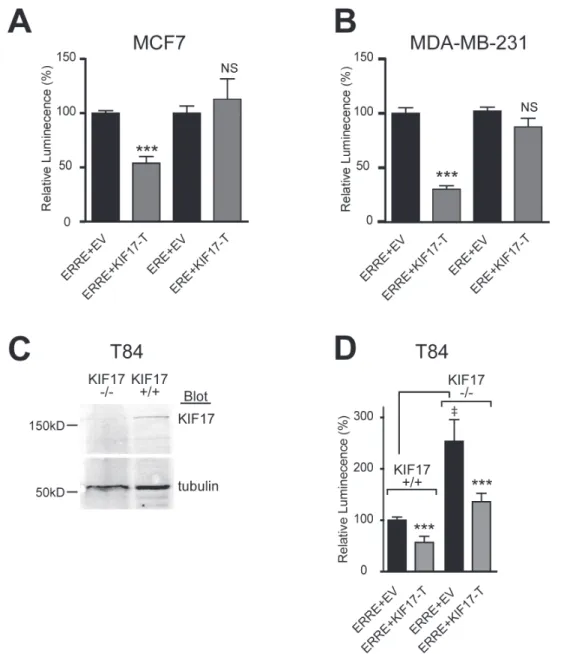 Figure 2: KIF17-Tail inhibits transcriptional activity of ERR1 on the ERRE, but not the ERE, in both ER-positive  and ER-negative breast cancer cells
