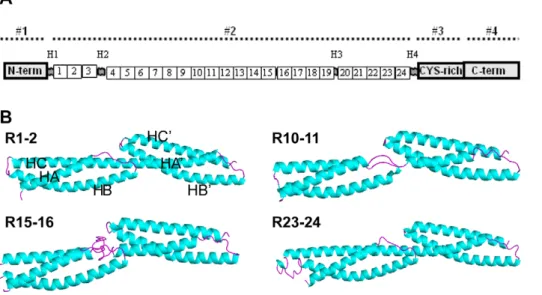 Figure 1. Dystrophin representation and 3D models of four representative tandem repeats