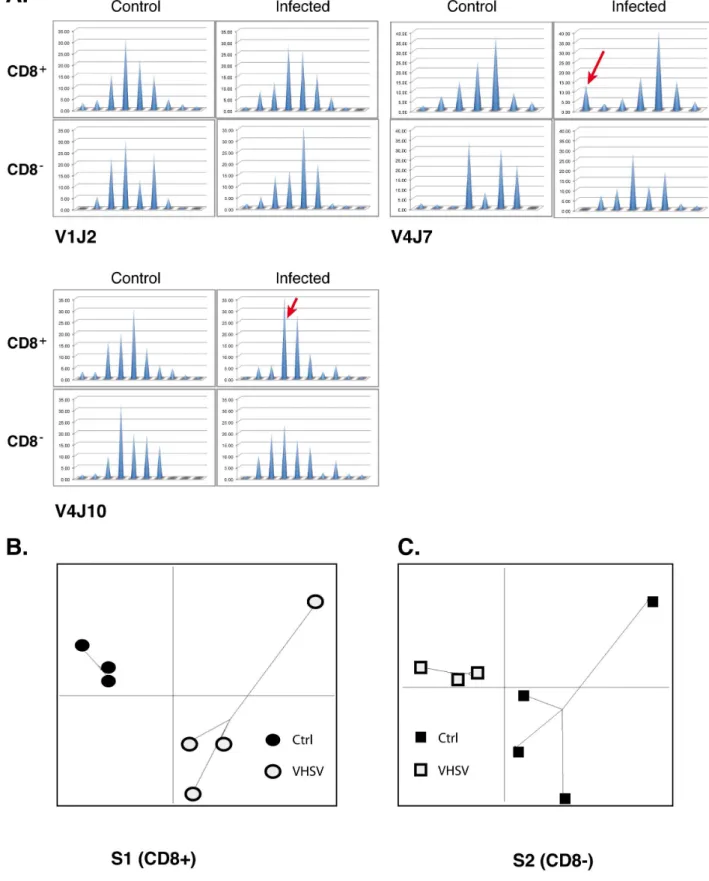 Figure 3. Virus infection induces modifications of the TRB repertoire expressed by CD8 + and CD8 2 T cells