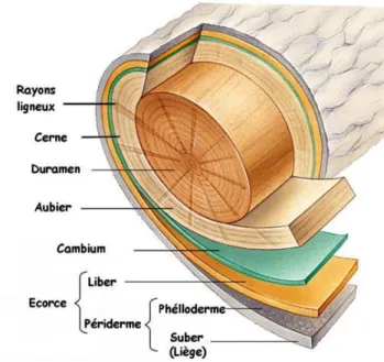 Figure 4: Les différents tissus du tronc 