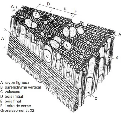 Figure 6: Exemple d'un plan ligneux de feuillus : le frêne 12   