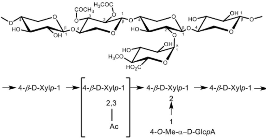 Figure 14 : Principale structure du O-acétyl-4-O¬-méthylglucuronoxylane de feuillus  24