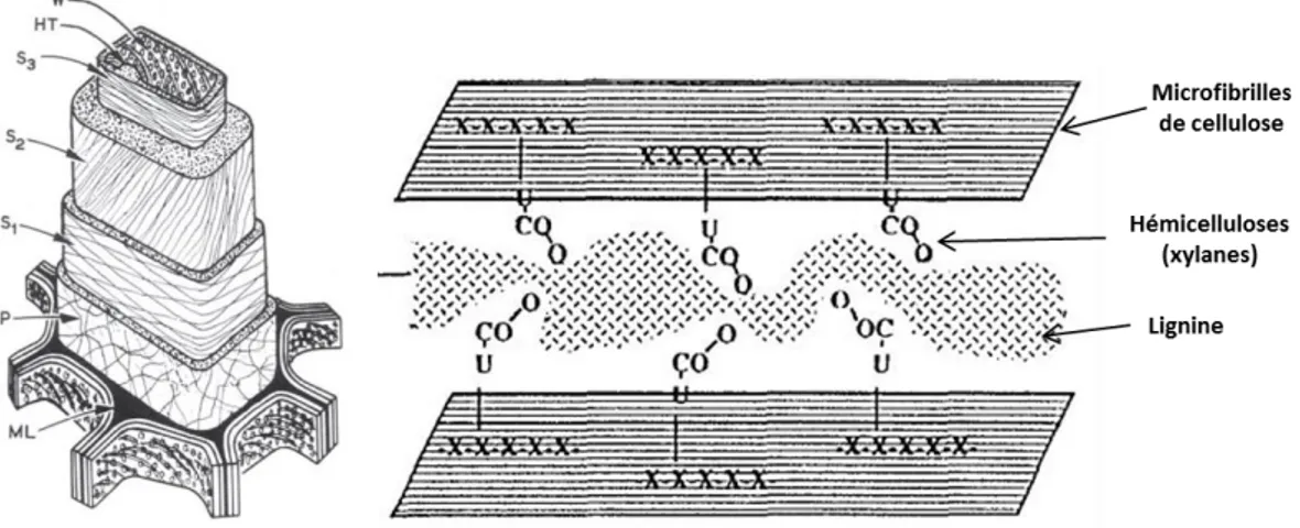 Figure 16a (gauche) : Représentation schématique de la structure générale de la paroi cellulaire d’une cellule  de bois  26