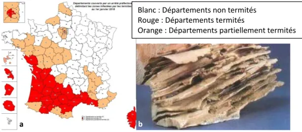 Figure 22: a) Carte de France des zones infestées au 1er janvier 57  b) Bois attaqué par les termites 52