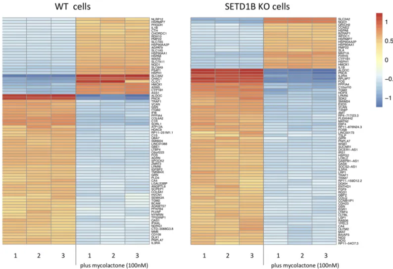 Fig 3. Heatmap of up- and down- regulated transcripts in WT and KO cells with and without mycolactone