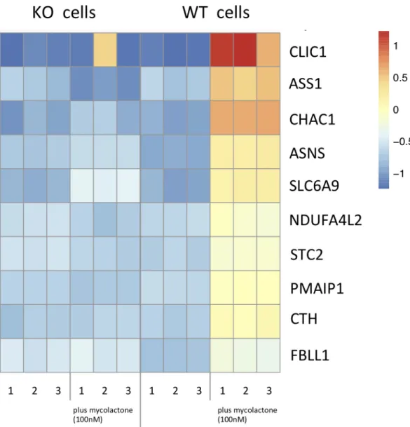 Fig 4. Heatmap of transcripts upregulated only in WT cells after mycolactone incubation