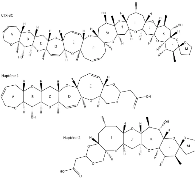 Figure 21 : Structure chimique de la CTX-3C et de ses haptènes (Inoue et al., 2009). 