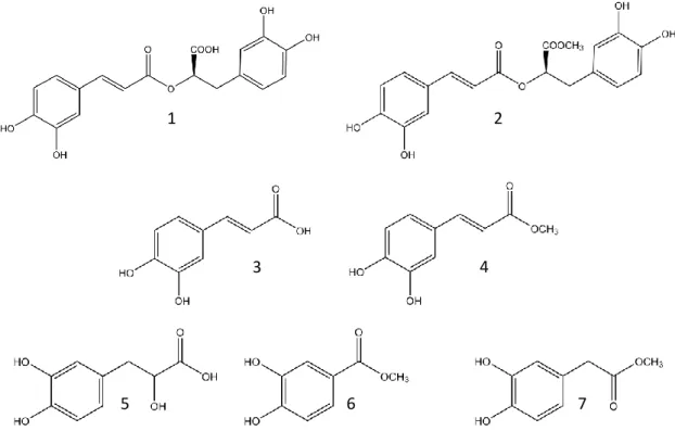 Figure 25 : Les acides phénoliques d’H. foertherianum : 1. Acide rosmarinique  2. Méthyl ester d’acide rosmarinique 3