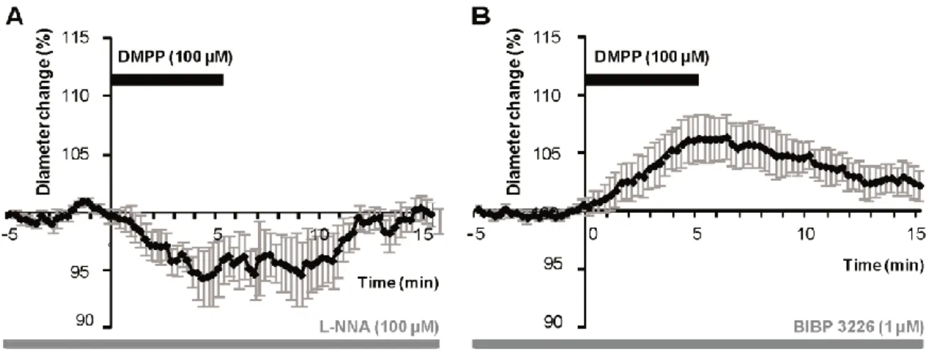 Figure 4: DMPP induced vasodilations are mediated by NO while constrictions are mediated by NPY in 8  month-old WT mice