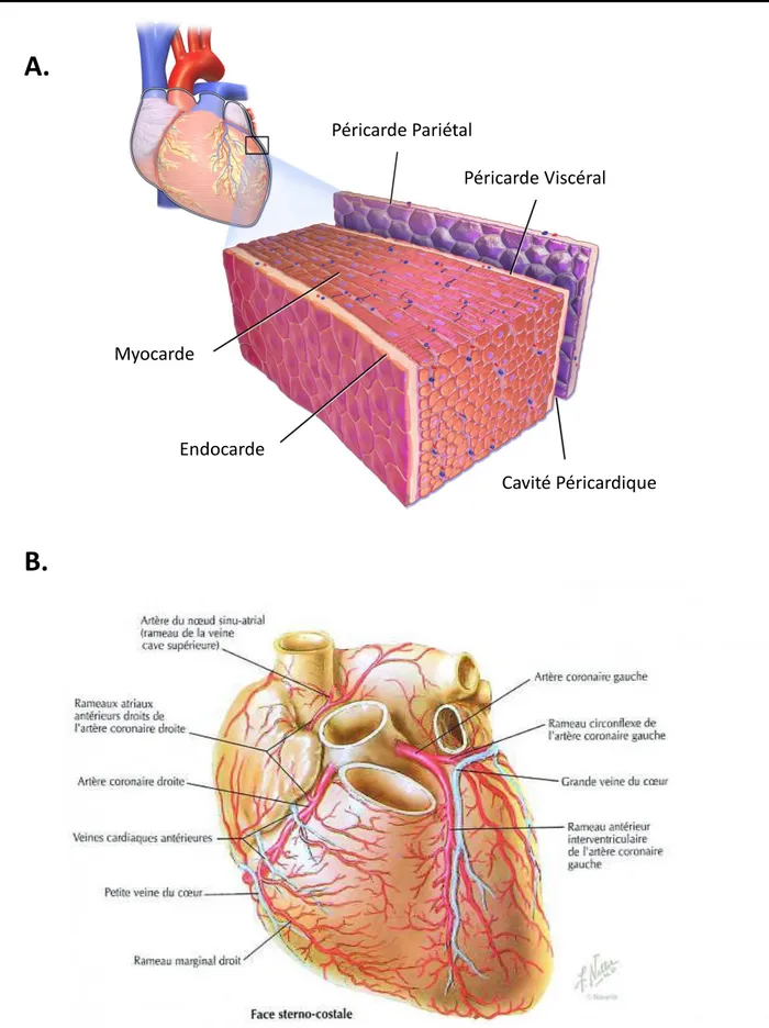 Figure 3 : Anatomie cardiaque et histologique du cœur. (A.) Dessin représentatif de l’histologie cardiaque, issu de la galerie  médicale du Blausen Medical, 2014