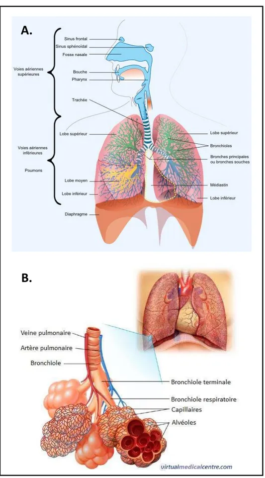 Figure 9 Anatomie fonctionnelle des poumons et voies respiratoires. (A.) Représentation schématique des voies respiratoires  supérieures  et  inférieures,  issue  du  site  internet  V.L.C  Research  OPHYS