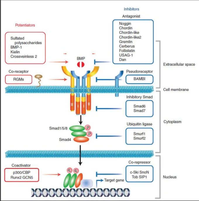 Figure 15 : Voie de signalisations des BMPs avec répresseurs et activateurs de la voie