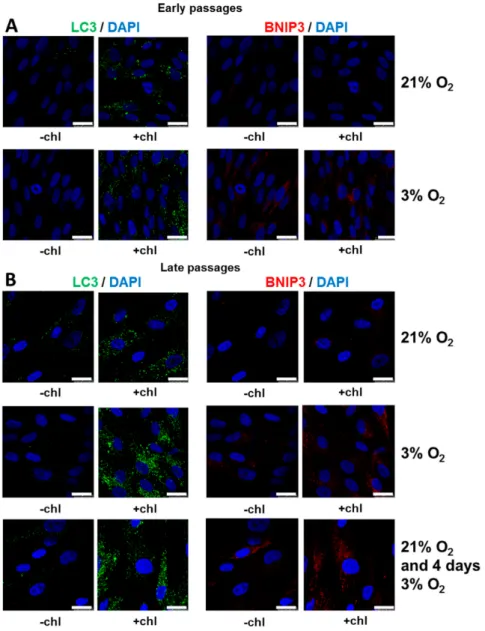Figure 6. Characterization of the autophagy process. (A) Early and (B) late passages of SCAPs, isolated and expanded either at 21% O 2 or at 3% O 2 , or isolated and expanded at 21% and switched for four days at 3% O 2 , were labelled with anti-LC3 or anti