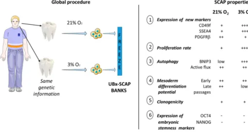 Figure 7. Summary of the salient features of UBx-SCAP harvested, isolated and expanded under 3%