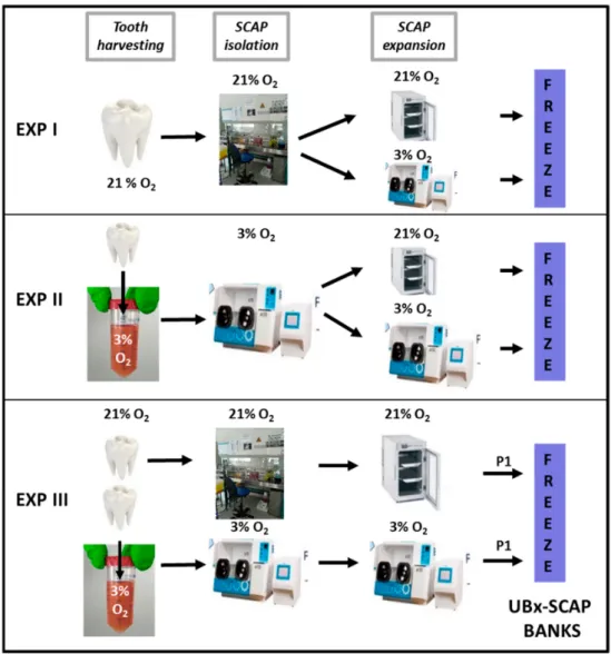 Figure 1. Design of the experiments. Diagram of the different experimental procedures (EXP I, II, III) is shown with the percentage of O 2 for tooth harvesting, stem cells from apical papilla (SCAP) isolation and expansion