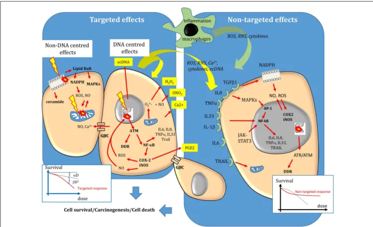 FIGURE 1 | Targeted and non-targeted biological effects in conventional external beam radiotherapy