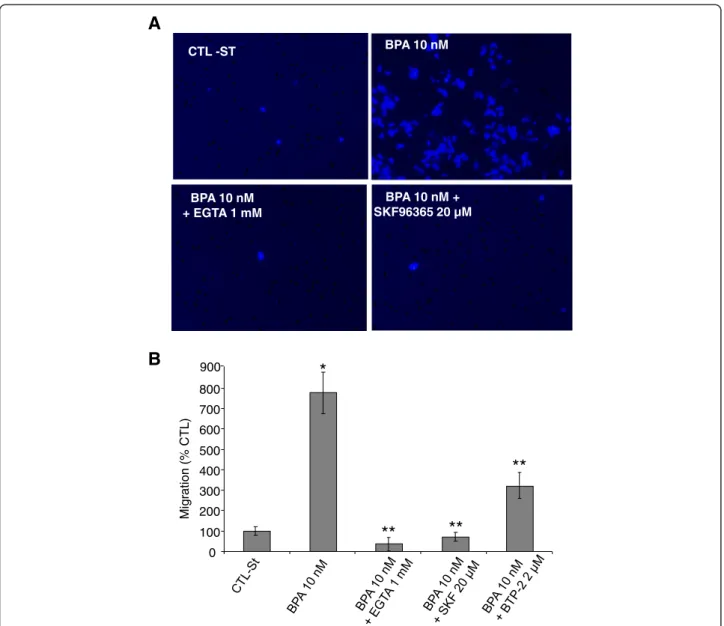 Figure 7 BPA-induced SOCE is involved in prostate cancer cells migration. Cell migration was measured via the Transwell chamber assay.