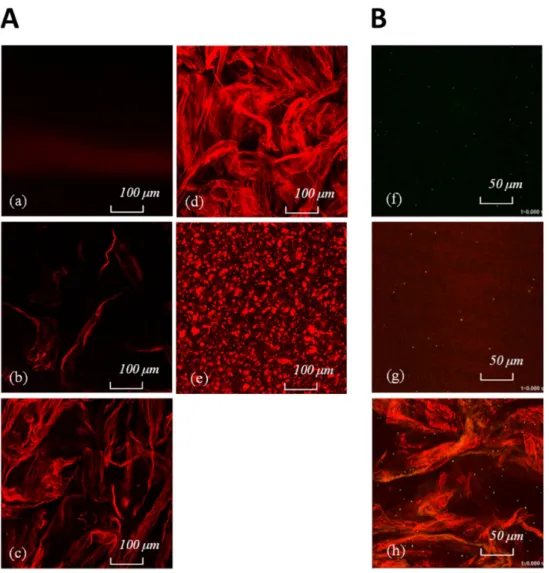 Figure  4.  A.  Confocal  laser  scanning  microscopy  (CLSM)  images  of  (a)  XLS  suspension  whose  concentration is 2 wt % and Si-HPMC/XLS composite hydrogels prepared using protocol B with the  contents of XLS being (b) 0.5 wt %, (c) 1 wt %, and (d) 