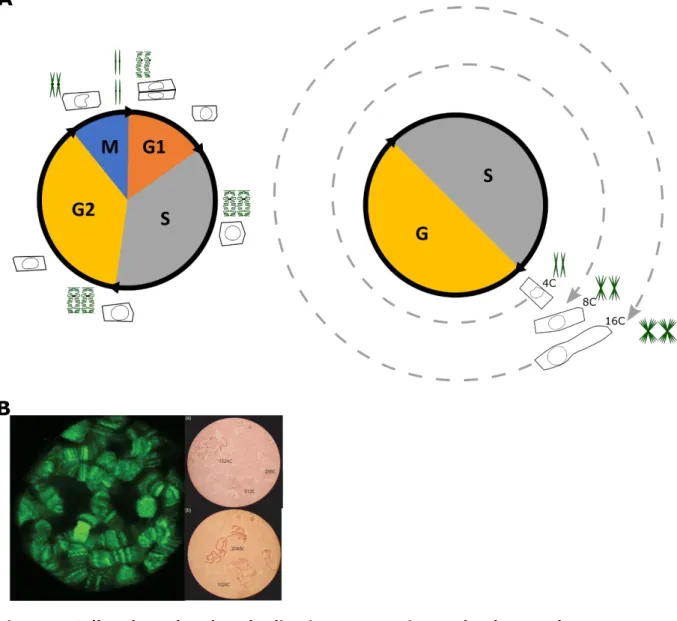 Figure 1. Cell cycle and endoreduplication progression and polytene chromosome  illustration