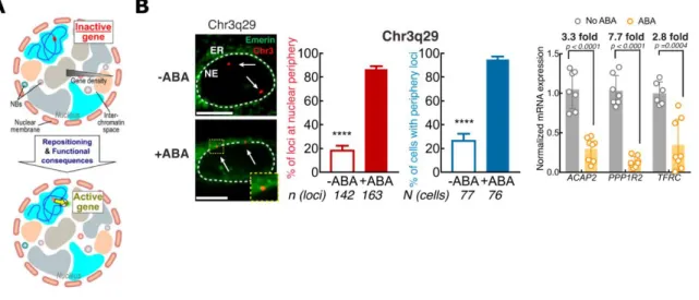 Figure  13.  Chromosome  position  within  the  nucleus  can  define  its  transcriptional  program