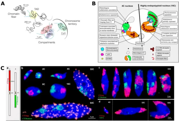 Figure 14. Organization of chromosome territories in Animals and plants  (A) Schematic representation of DNA packing in the nucleus in Animal cells