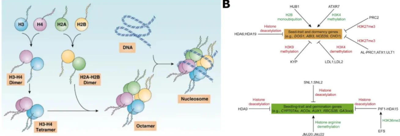 Figure  15.  Chromatin  structure  is  dependent  on  the  nucleosome  composition  and  histone post-translational modifications