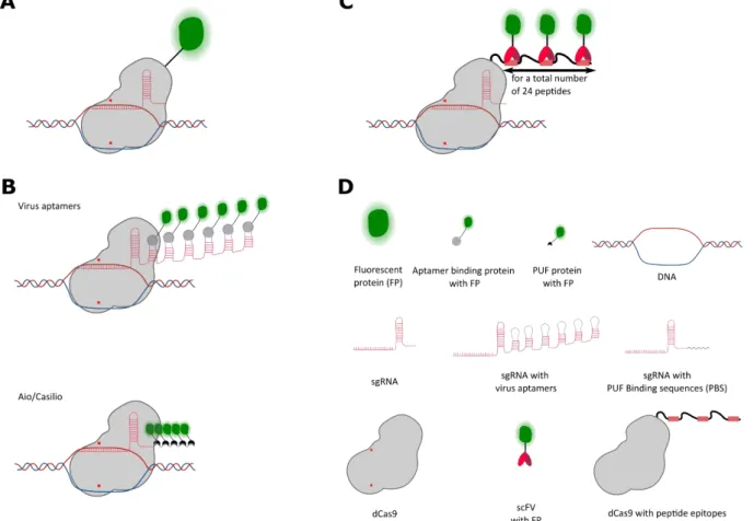 Figure 16. CRISPR/Cas9 based methods for loci visualization in living cells. 
