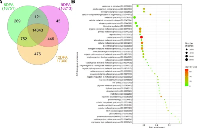 Figure  18.  Venn  diagram  of  non-differentially  expressed  genes  found  in  6-,  9-  and  12DPA ploidy transcriptomes and their associated biological processes