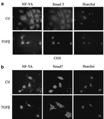 Figure 3 NF-YA nuclear accumulation in response to TGF-b requires neither protein neosynthesis nor Smad2/Smad3 signaling.