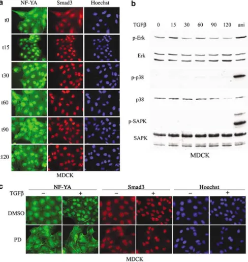 Figure 5 MDCK epithelial cells and NIH3T3 fibroblasts show different kinetics of TGF-b-induced nuclear accumulation of NF-YA.