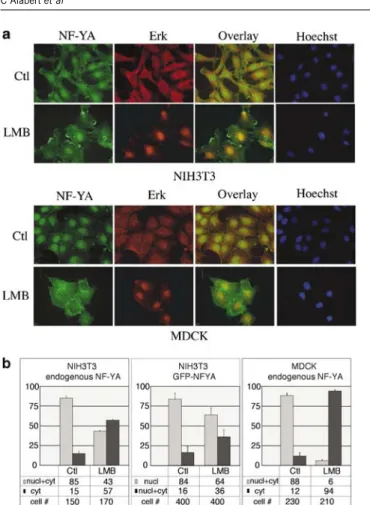 Figure 6 The TGF-b-dependent association of NF-YA with chromatin requires ERK activation