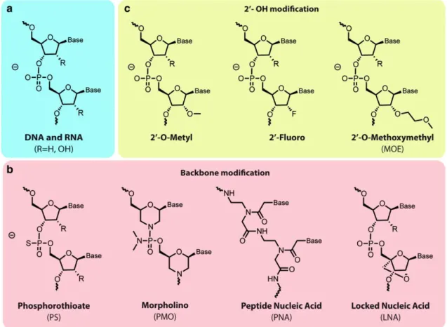 Figure 1.2-2. Chemical modifications of siRNA. a) structure of the backbone of DNA (R = H) and RNA  (R = OH)