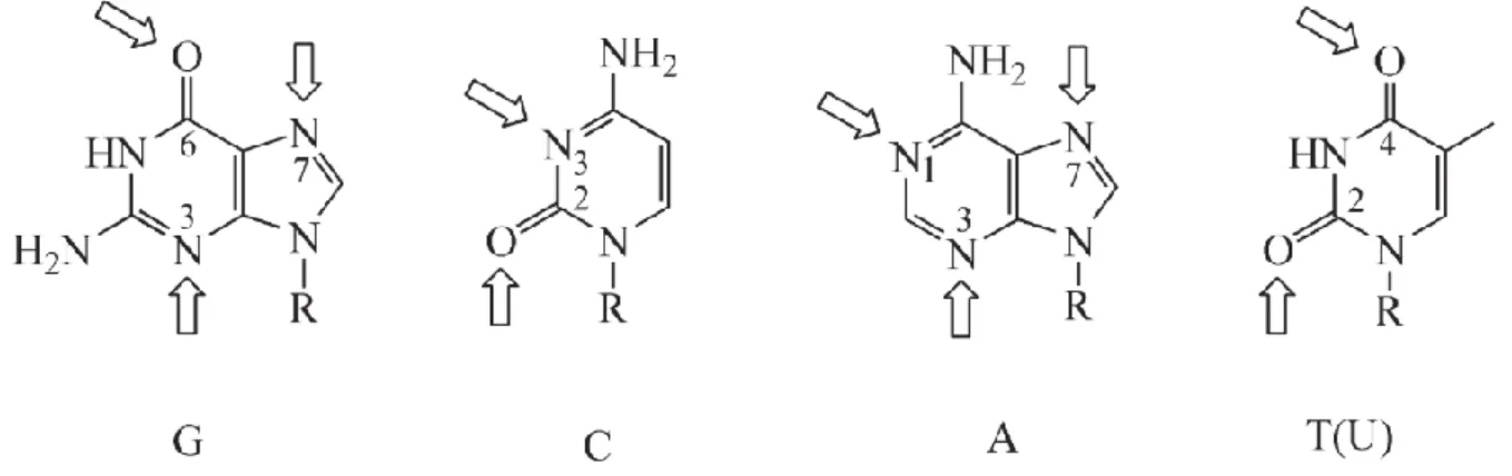 Figure 1.6-1. Metal binding sites of the nucleobases for coordinative bonding. From ref