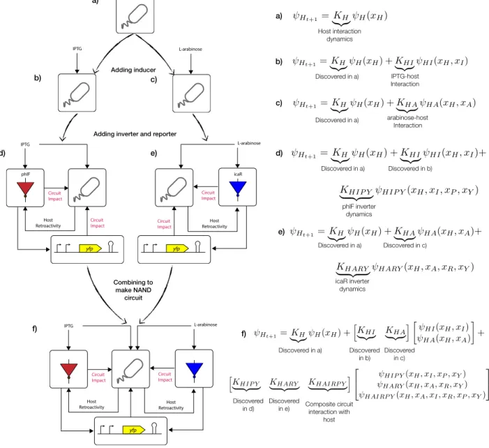 Fig. 1. Schematic of the bottom-up design of a NAND gate in E. coli. a) E. coli, b) E