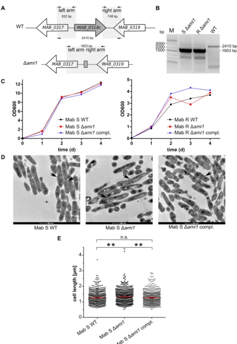 Figure  1.  Generation  and  phenotypic  analyses  of  Δami1 Mab.  (A)  Schematic  representation  of  the  genomic  region  around  ami1 Mab   (MAB_0318c)  in  the  parental  (WT)  and  Δami1 Mab   strains  of  Mycobacterium abscessus