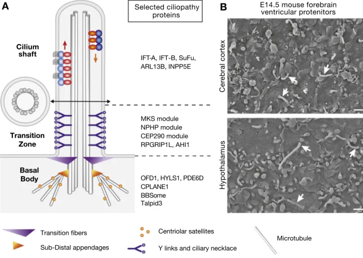 Fig. 1. Primary cilia and ciliopathy proteins. 