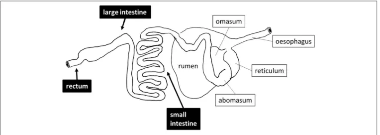 FIGURE 1 | Schematic drawing of the digestive tract of sheep. The sites that were sampled are shown in black boxes.